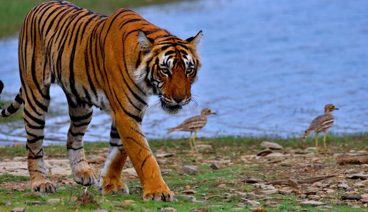 Rajasthan Tiger Safari Tour